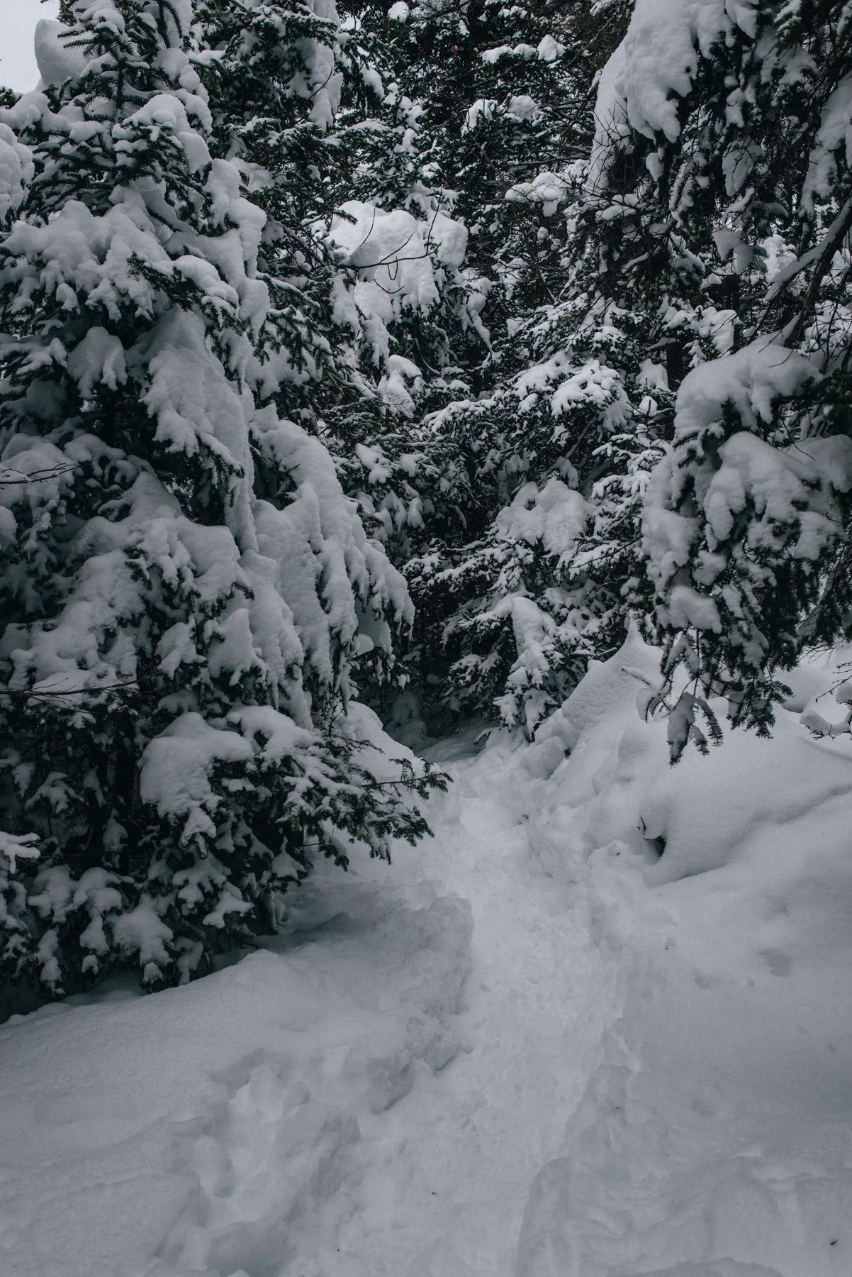 Snowshoe to Lonesome Lake