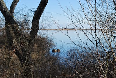 Hike the Osprey Point Loop on Trustom Pond