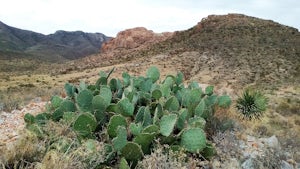 Hike the Maze-Cardiac Hill trail