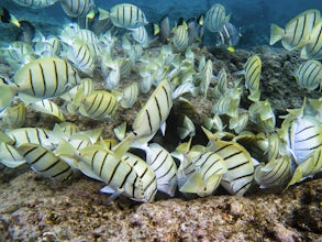 Snorkel at Hanauma Bay