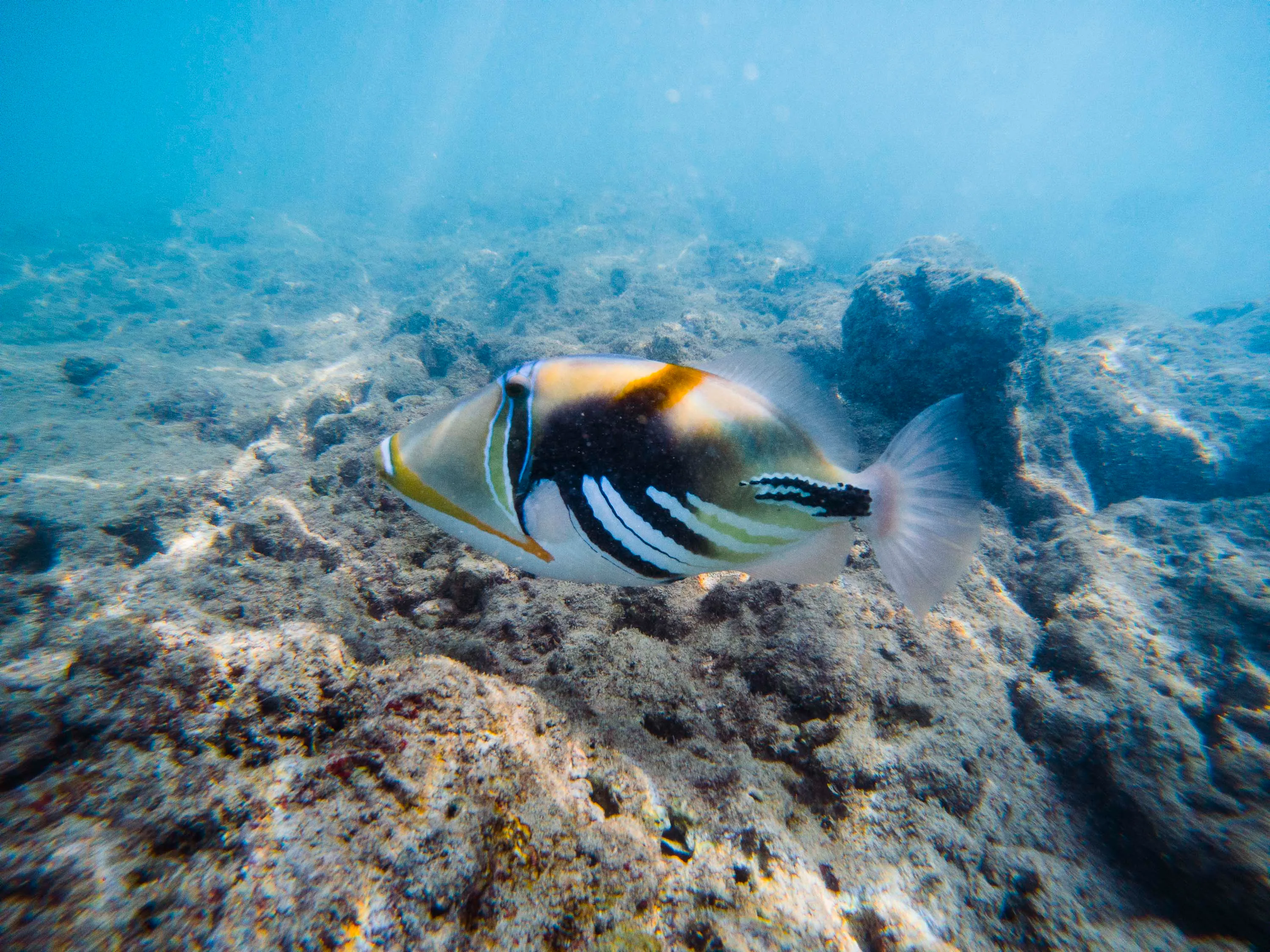 Snorkel at Hanauma Bay