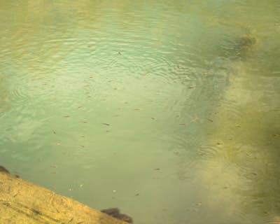 Soak in The Frog Pond Warm Spring