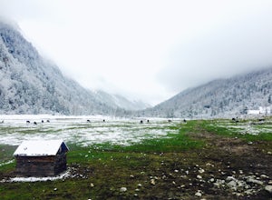 Snowfall Among Giants in Tibetan China