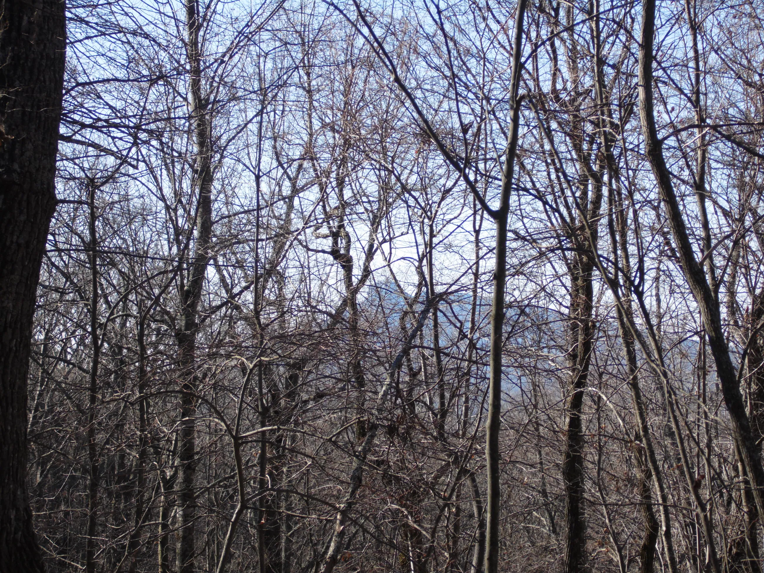 Hike the Sauratown Trail