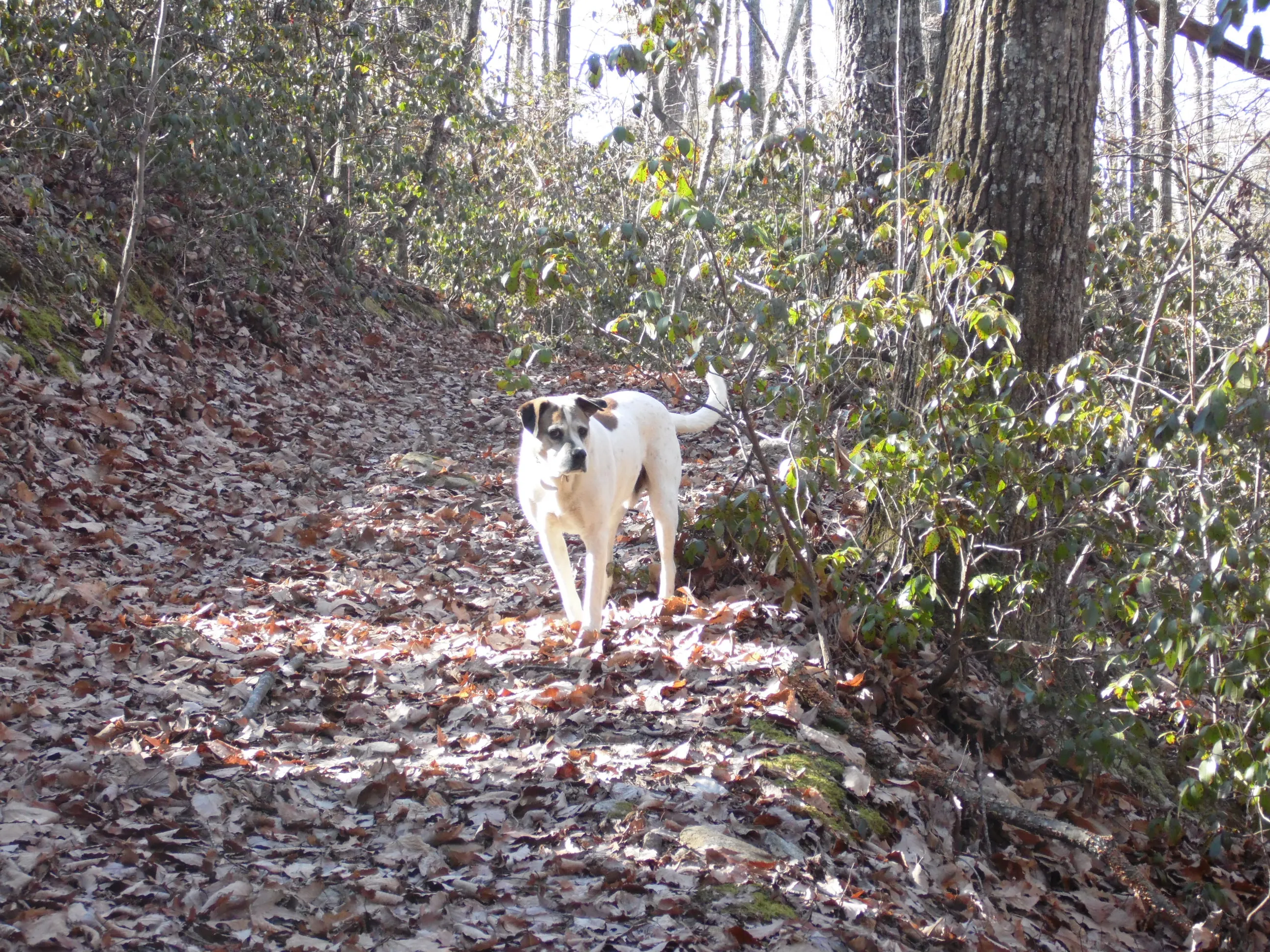 Hike the Sauratown Trail