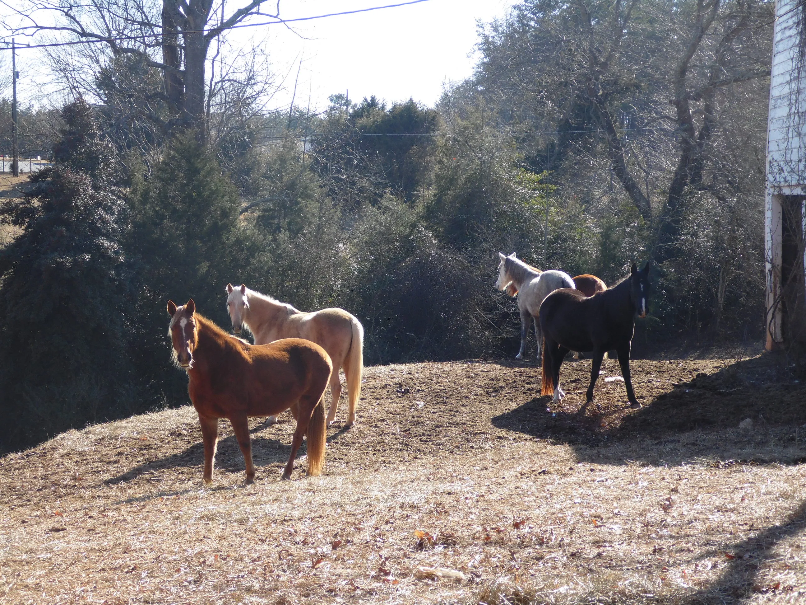 Hike the Sauratown Trail
