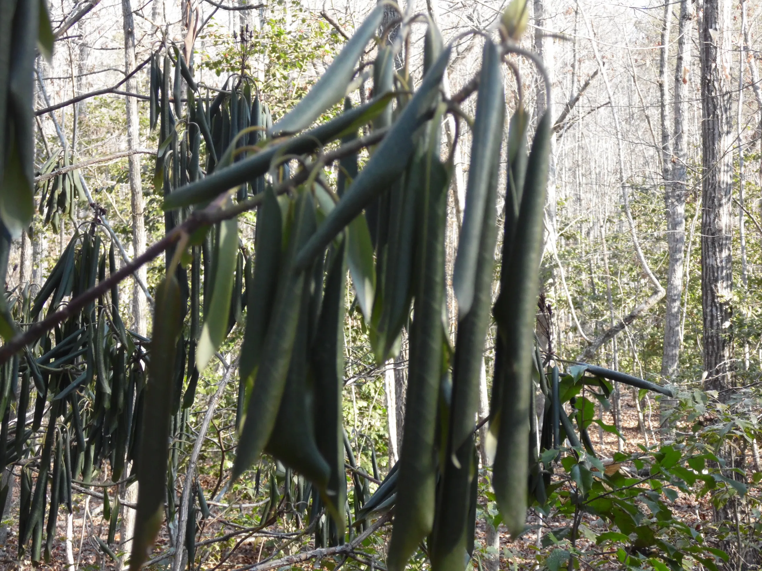 Hike the Sauratown Trail