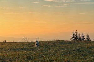 Drive the Cherohala Skyway National Scenic Byway 