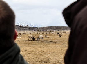Visit the National Elk Refuge