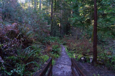 Hike the Brook Trail Loop