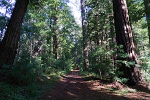 Hike the Brook Trail Loop