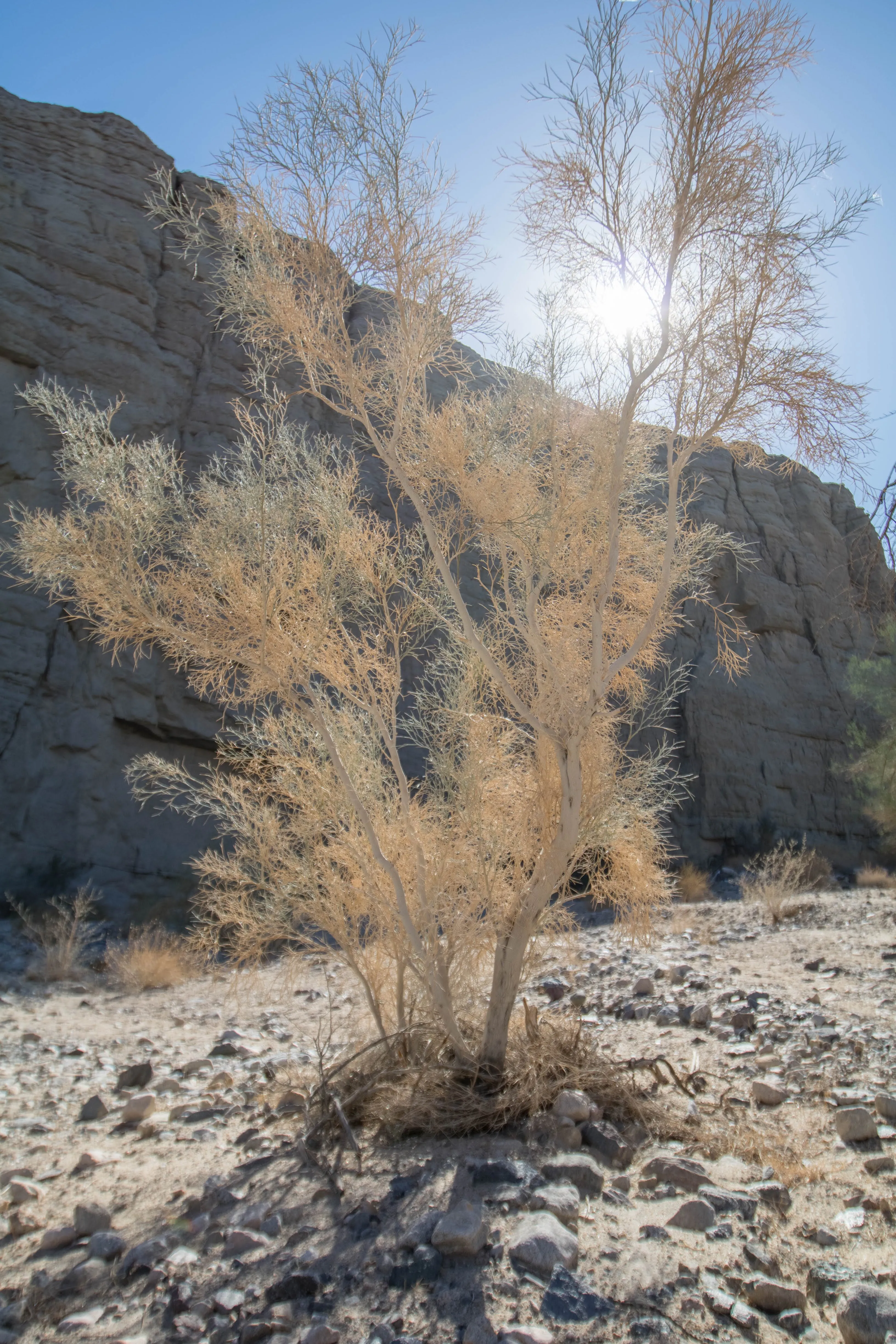 Ladder Canyon in Mecca Hills