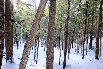 Snowshoe through White Rock Recreational Area