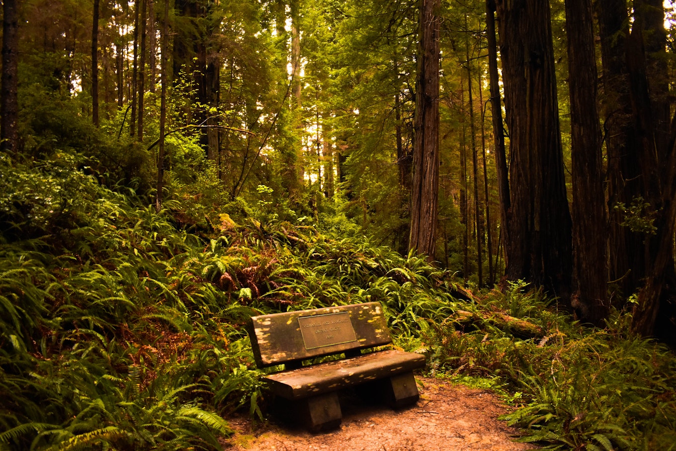 A Weekend of Adventure in Redwood National and State Parks, image size:1360x907