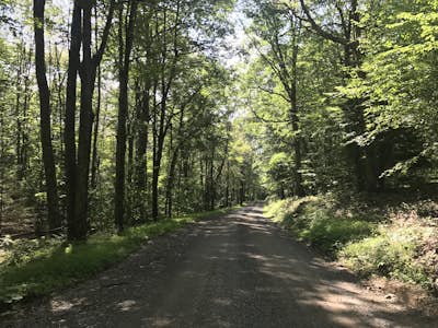 Drive Ridge Road in Elk State Forest