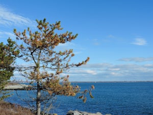 Birdwatch at Sachuest Point