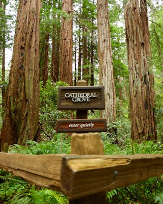 Redwood Grove Loop Trail
