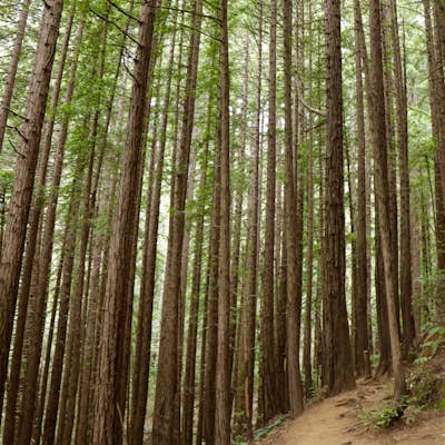 Redwood Grove Loop Trail