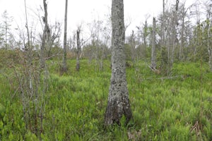 Hike the Bayou Sauvage National Wildlife Refuge Trail