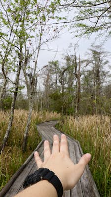 Hike the Bayou Sauvage National Wildlife Refuge Trail
