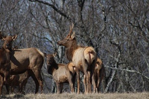 Hike to Hatfield Knob Elk Viewing Tower 