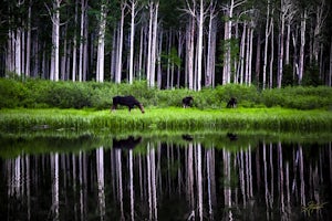 Photograph Wildlife at Willow Lake