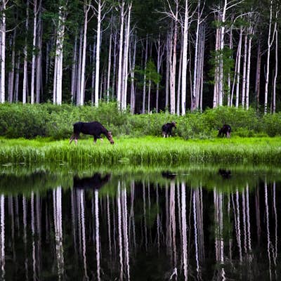 Photograph Wildlife at Willow Lake
