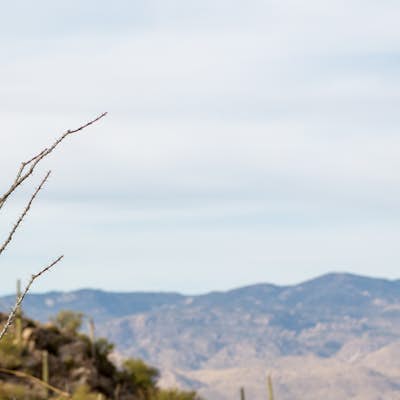 Drive the Cactus Forest Loop in Saguaro's Rincon Mountain District