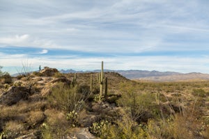 Drive the Cactus Forest Loop in Saguaro's Rincon Mountain District