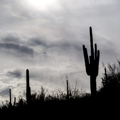 Drive the Cactus Forest Loop in Saguaro's Rincon Mountain District