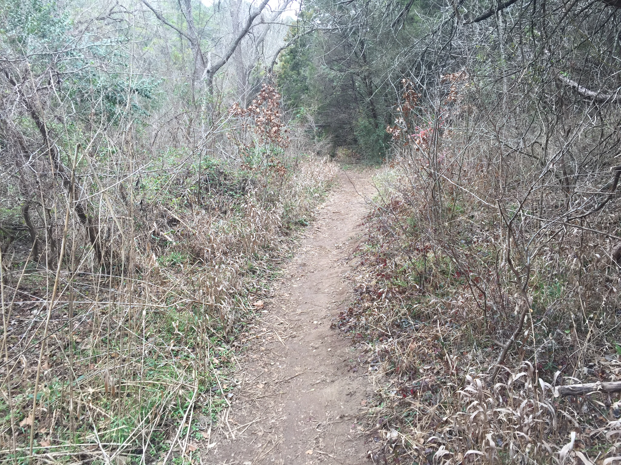 St. Edwards Park Yellow & Blue Trails