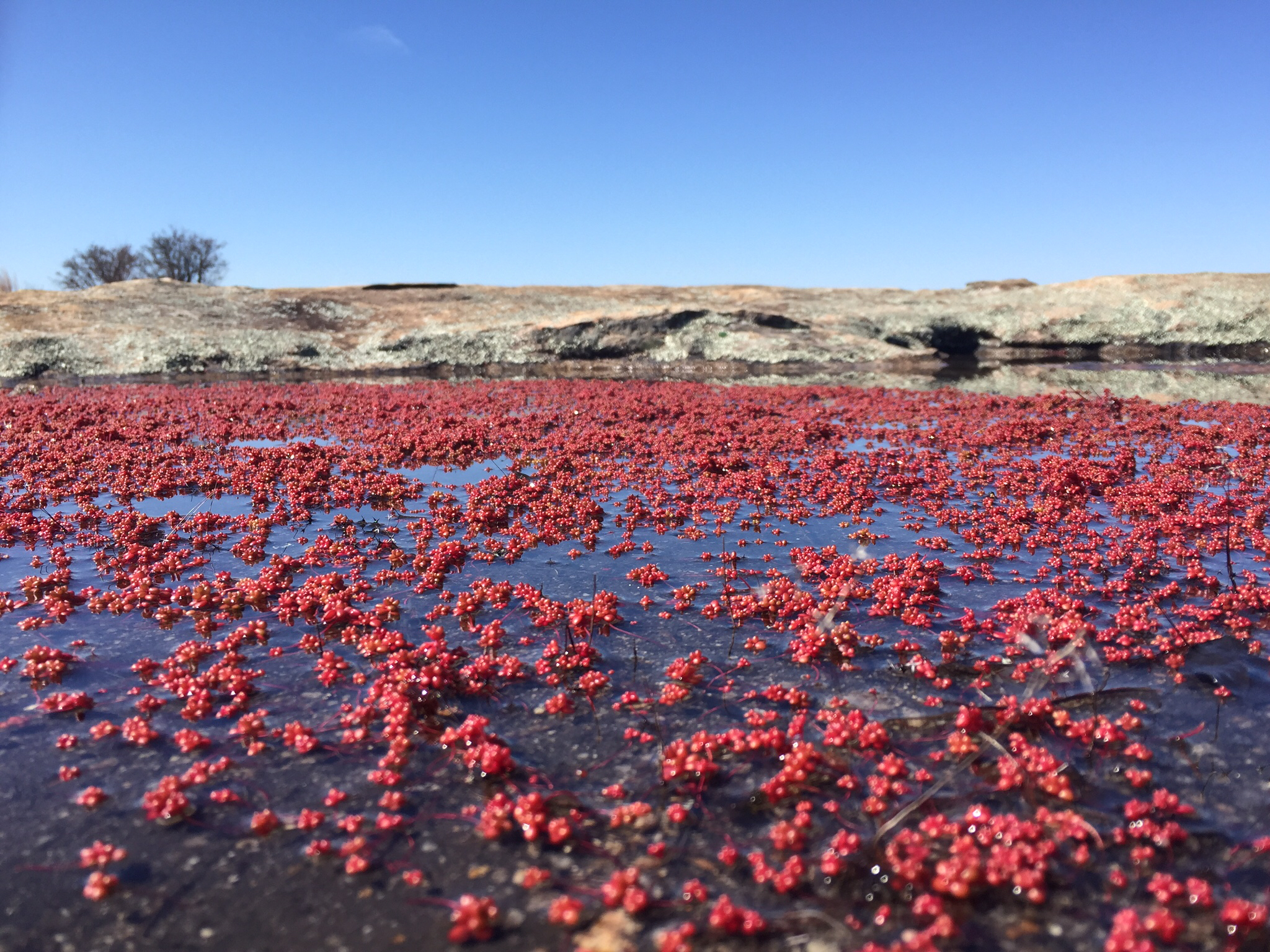 Arabia Mountain