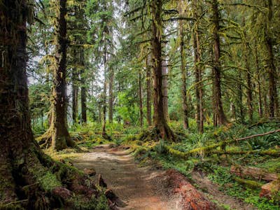 Hike and Camp the Hoh River Trail to Five Mile Island - Olympic National Park