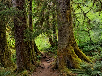 Hike and Camp the Hoh River Trail to Five Mile Island - Olympic National Park
