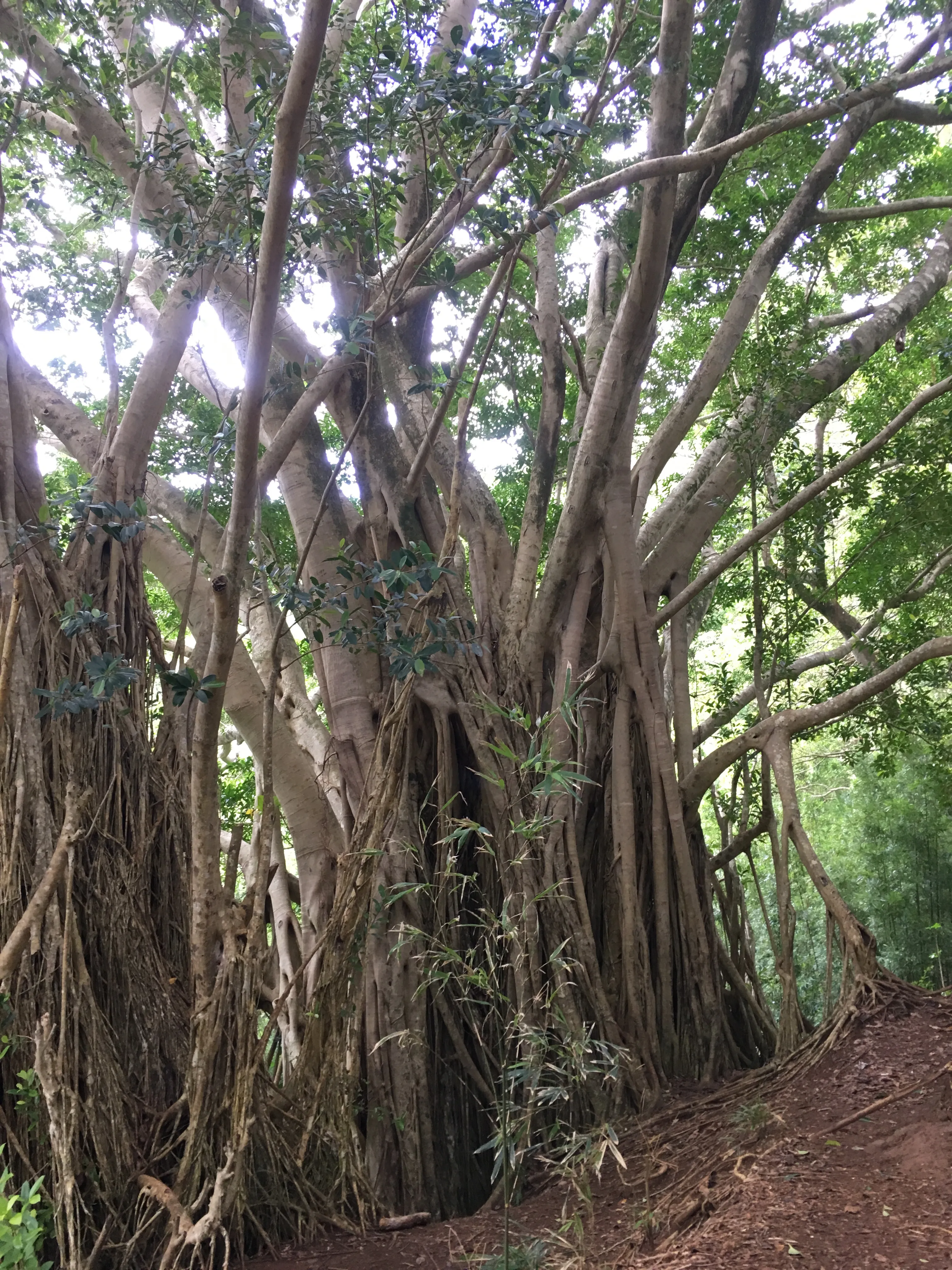 Aihualama Trail 