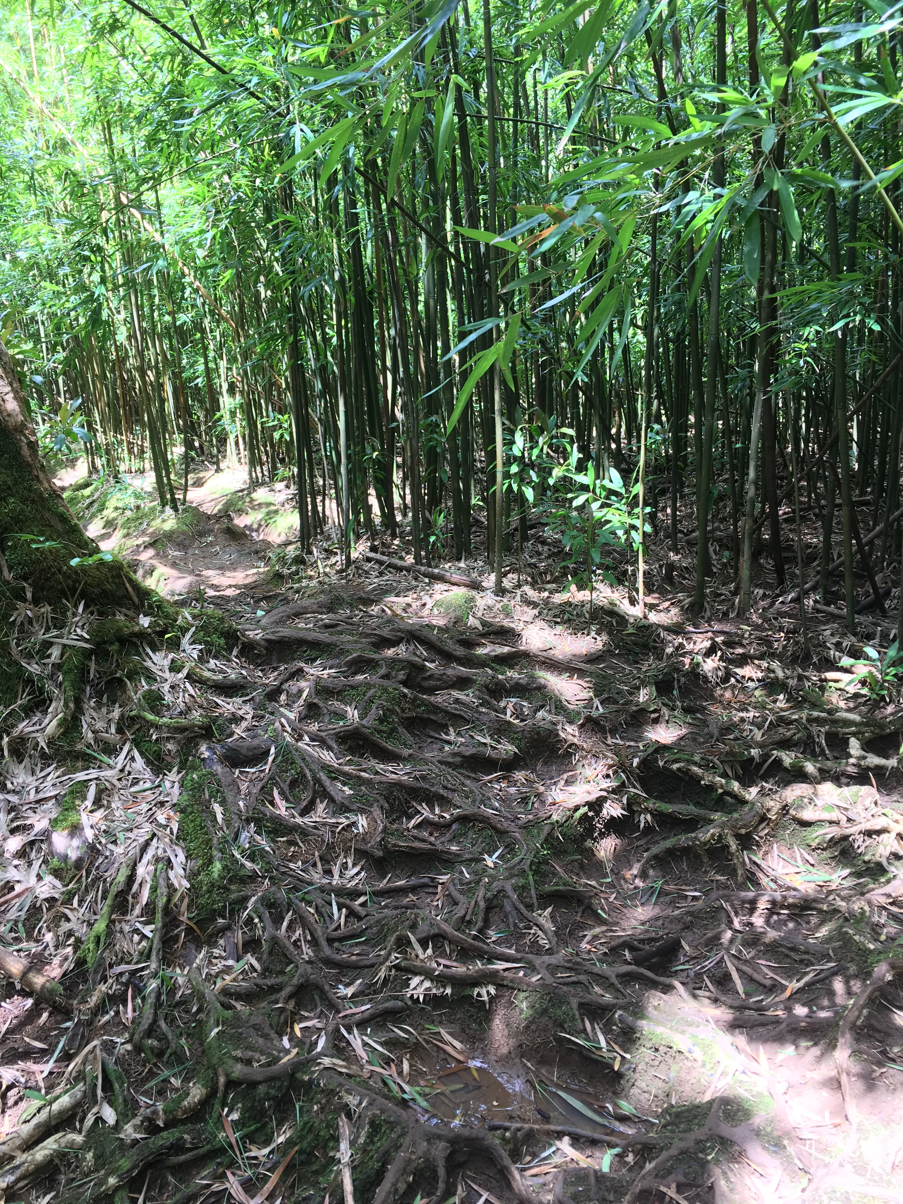 Aihualama Trail 