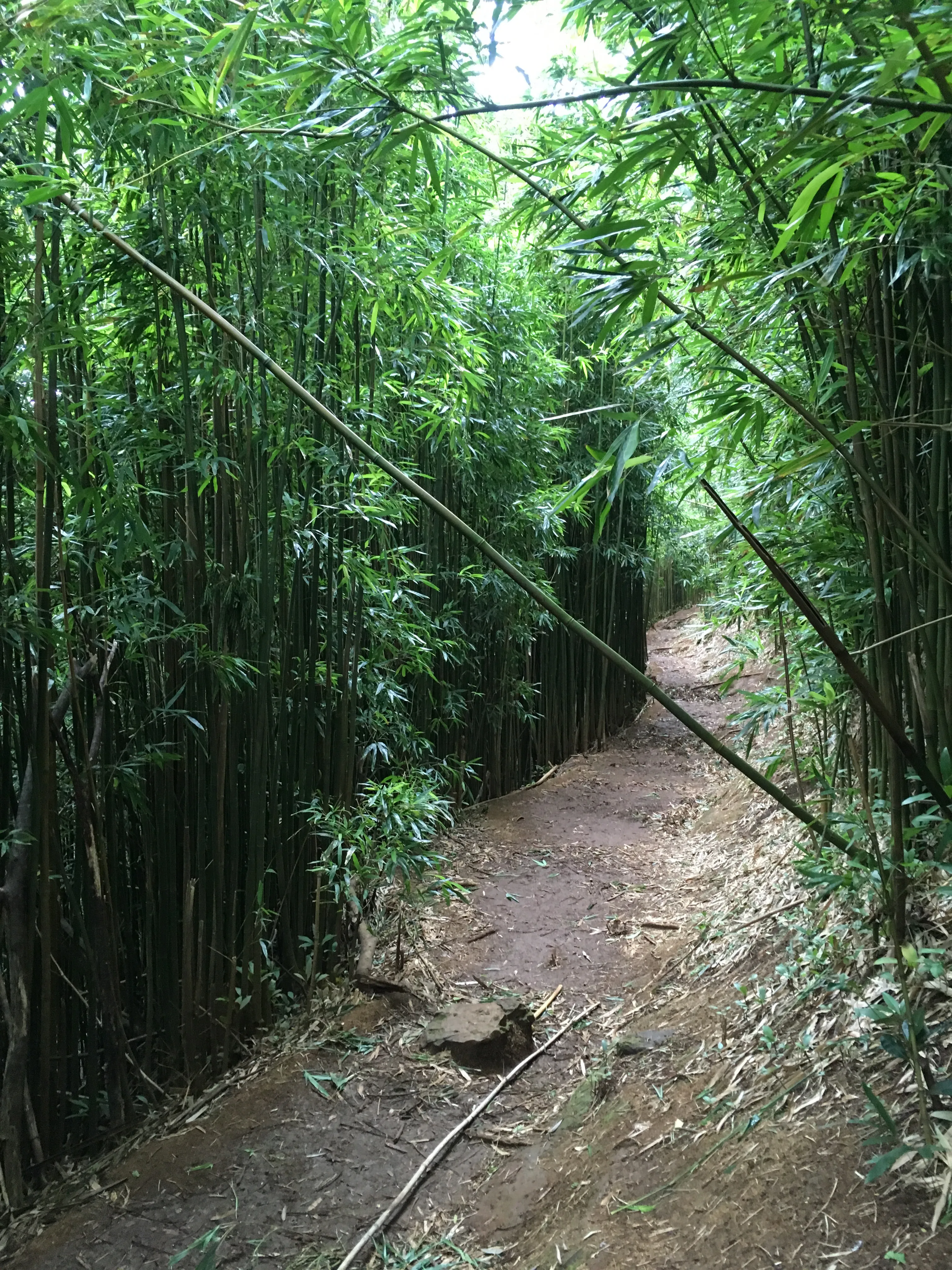 Aihualama Trail 