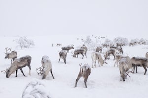 We Went Searching For Santa's Reindeer At -35 Degrees Celsius.