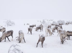 We Went Searching For Santa's Reindeer At -35 Degrees Celsius.