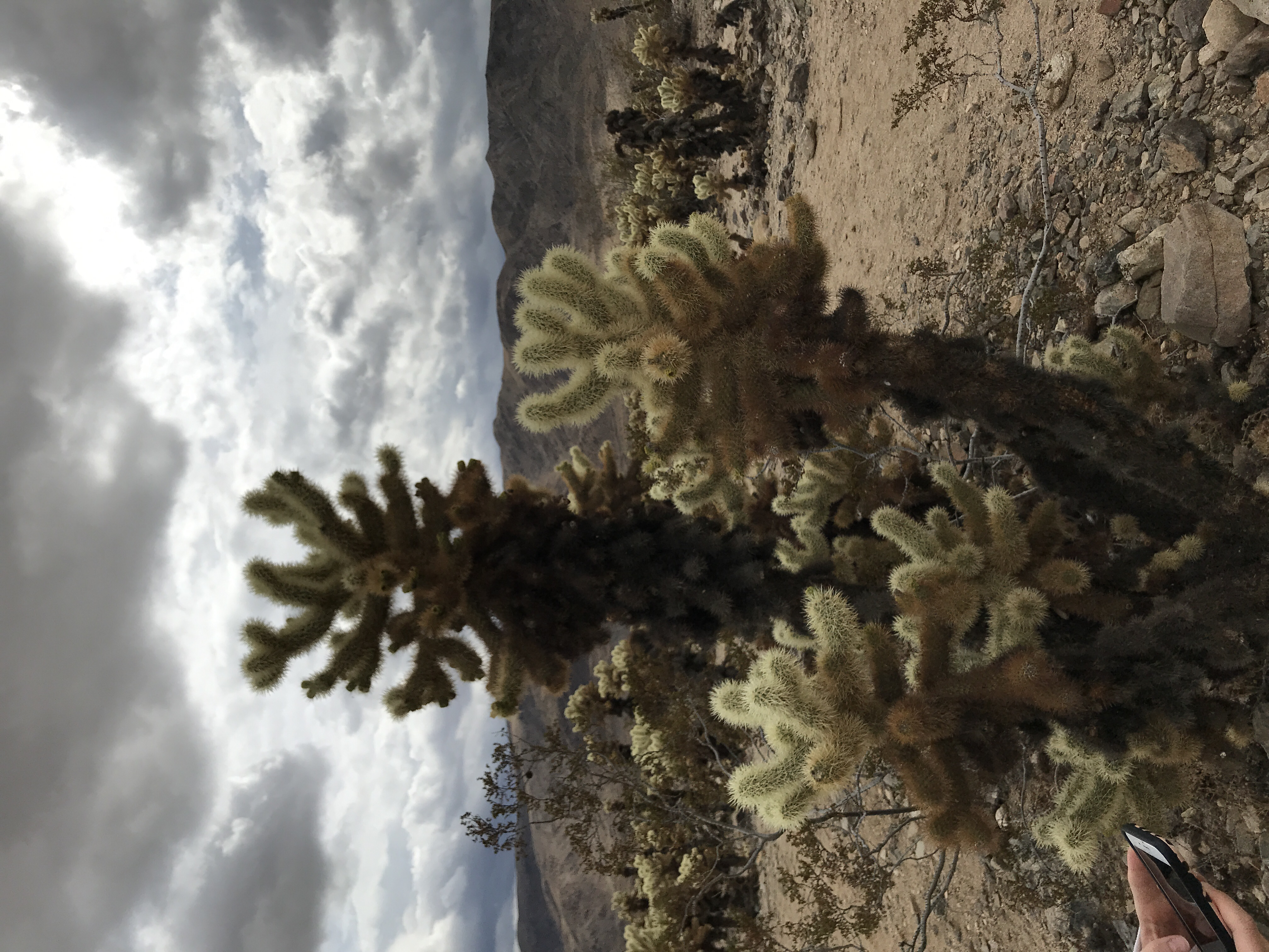 Cholla Cactus Gardens