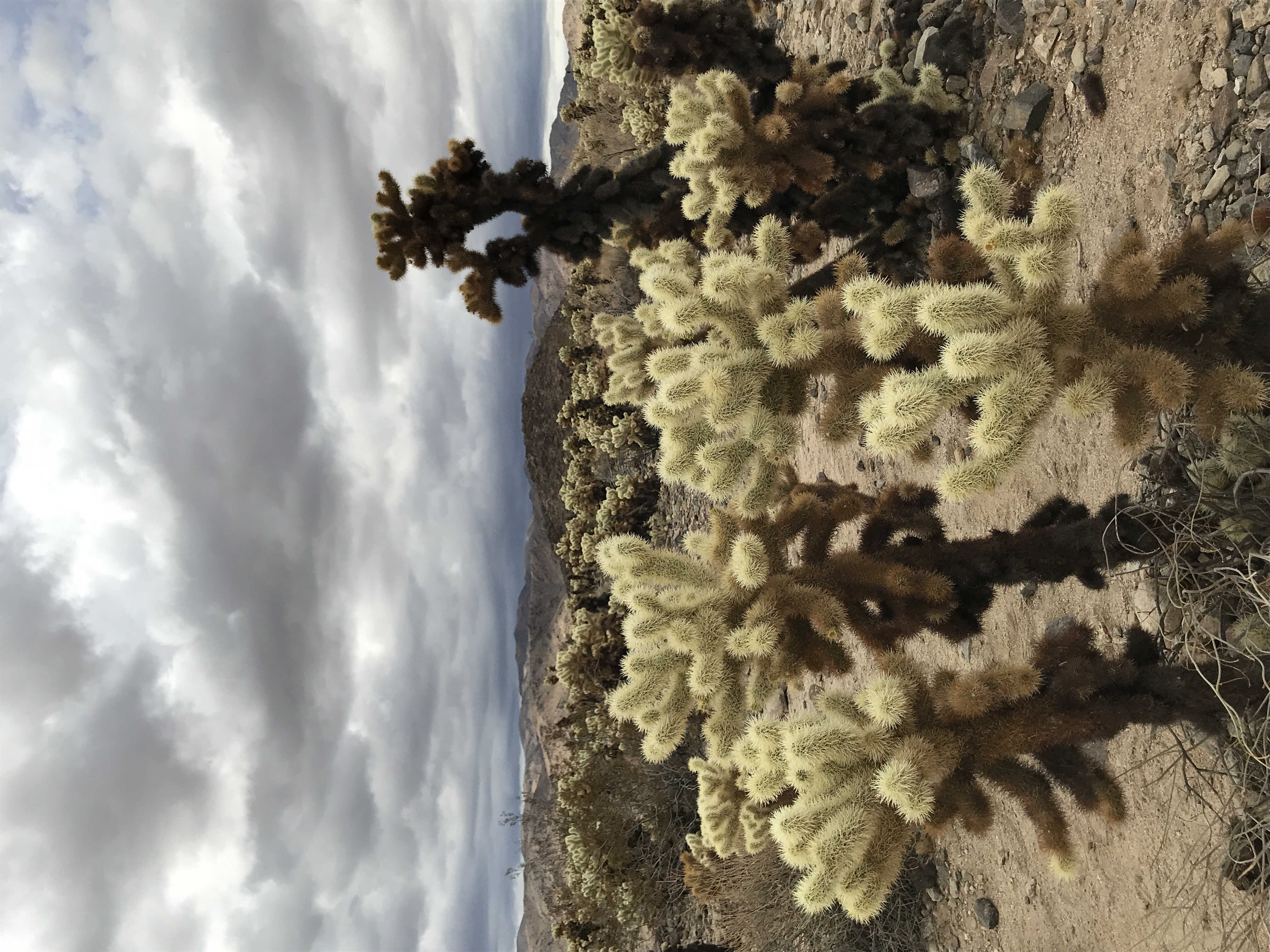 Cholla Cactus Gardens