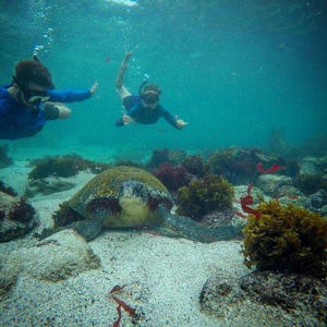 Snorkel, Surf, Sea Lions, and Sunset at Playa La Lobería