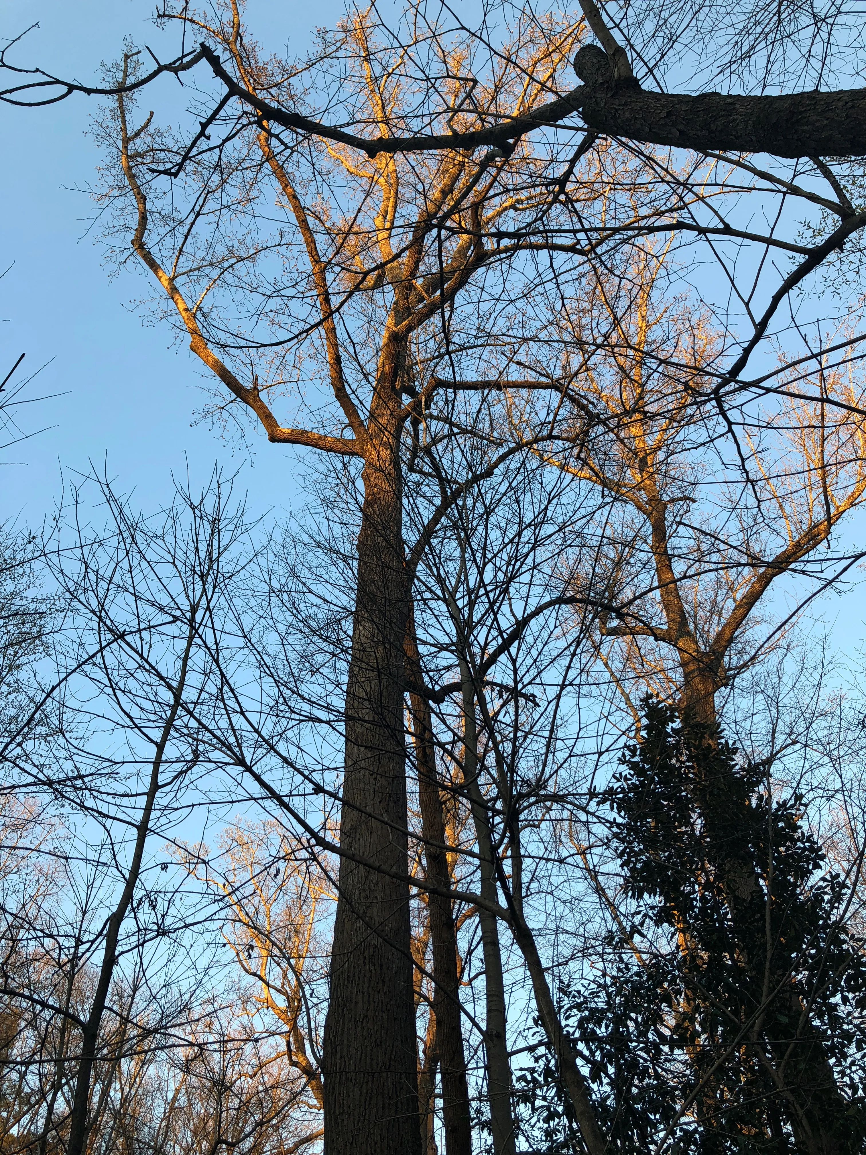 Deepdene Park