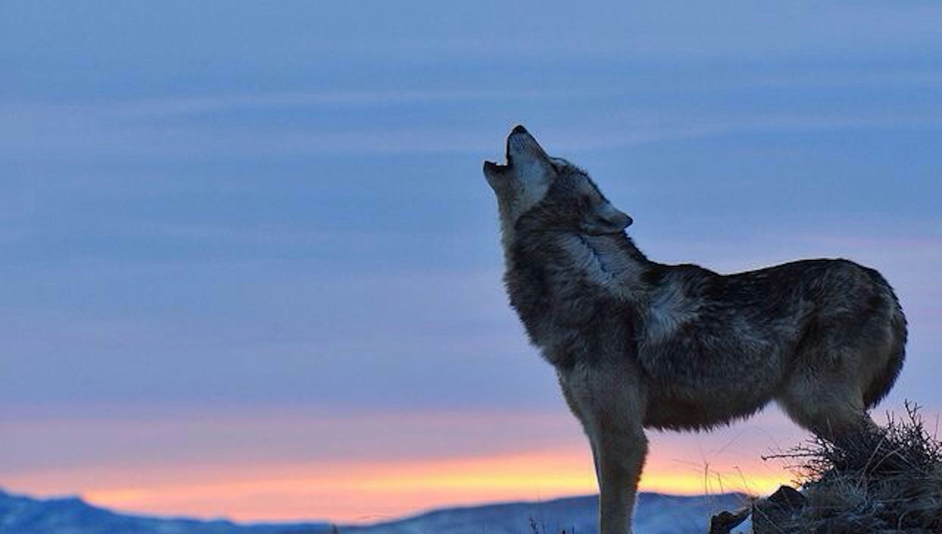 Why do wolves look up when they howl? - Rankiing Wiki : Facts, Films ...