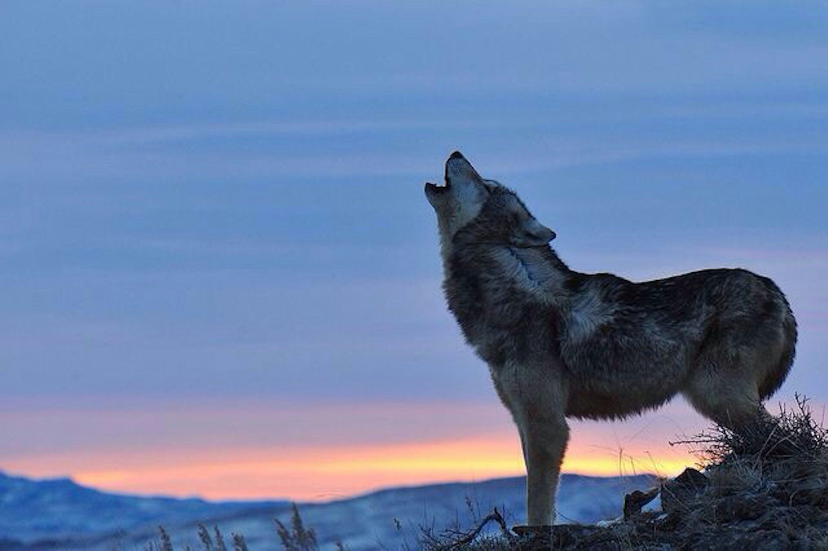 Why do wolves look up when they howl?