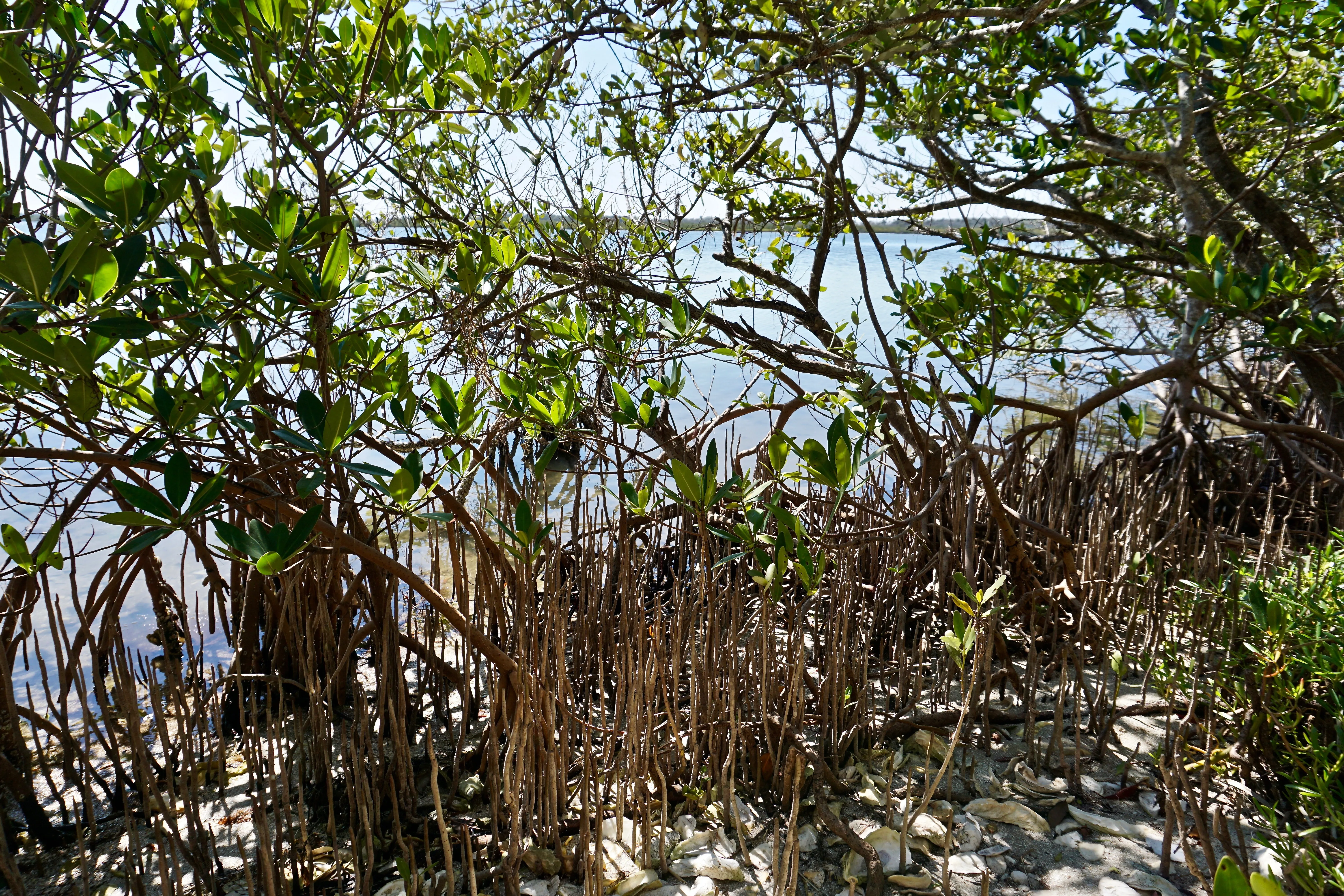 Hike the Turtle Mound Trail