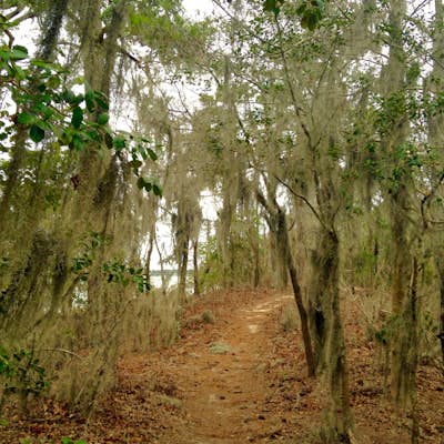 Hike the Osprey Trail at First Landing State Park