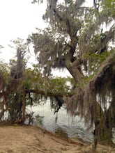 Hike the Osprey Trail at First Landing State Park