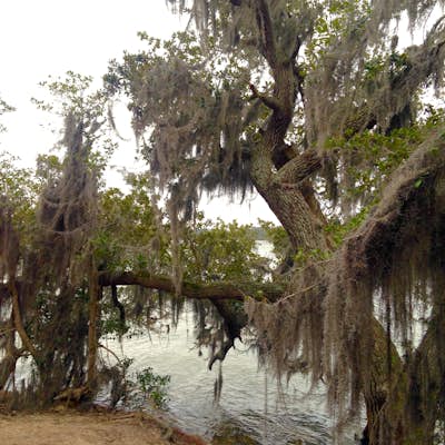 Hike the Osprey Trail at First Landing State Park
