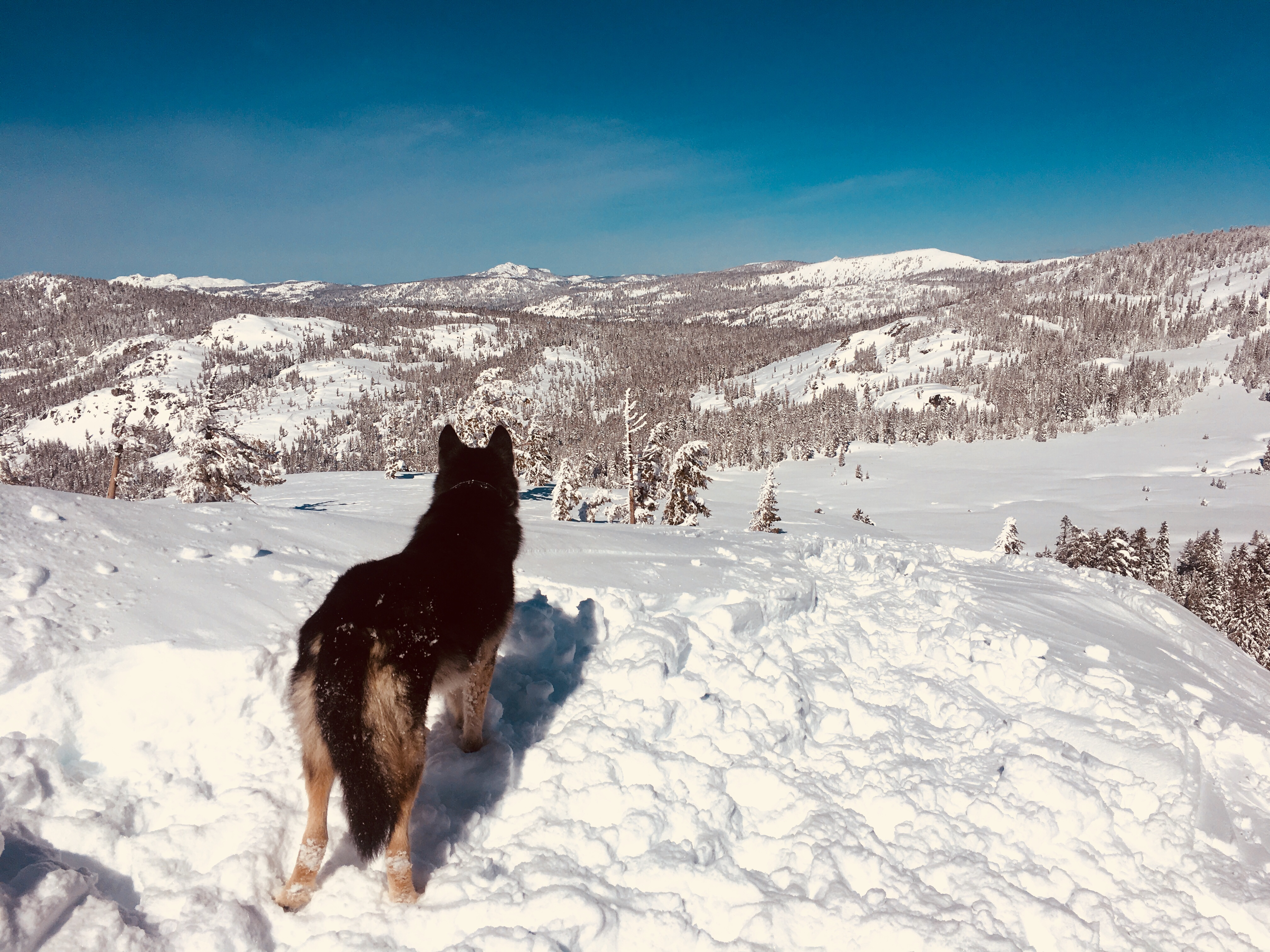 Snowshoe to the Peter Grubb Hut
